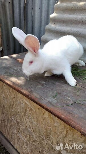 Кролики фландр и ризен