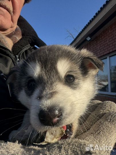 Отдам щенка в добрые руки