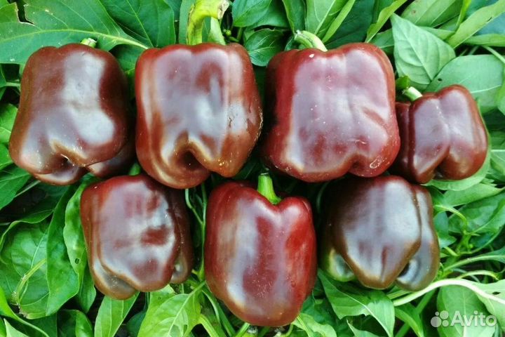 Рассада перца сладкого