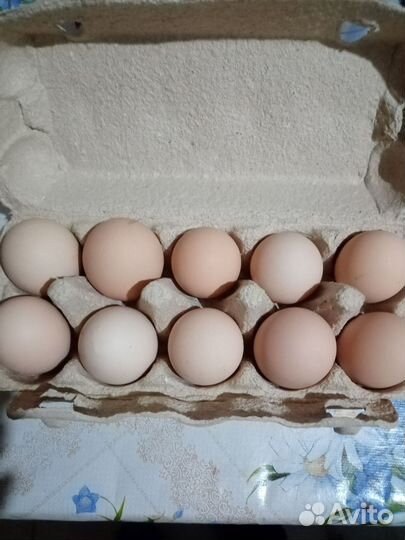 Инкубационное яйцо брама