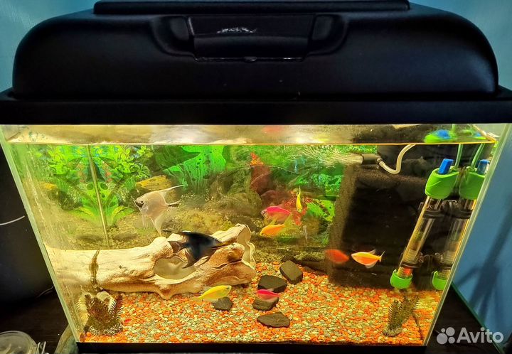 Аквариум с рыбками