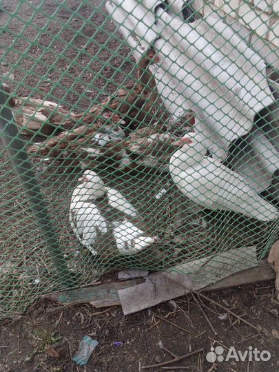 Утки шипуны