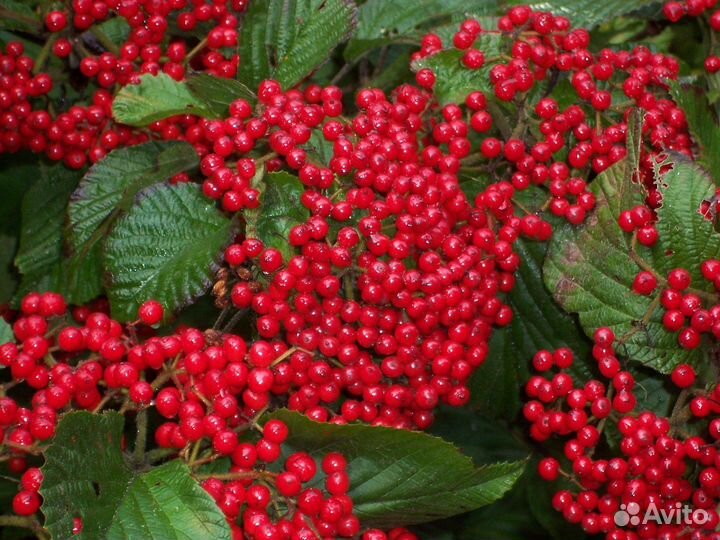 Калина расширенная Кардина Кенди