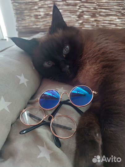 Очки для кошек