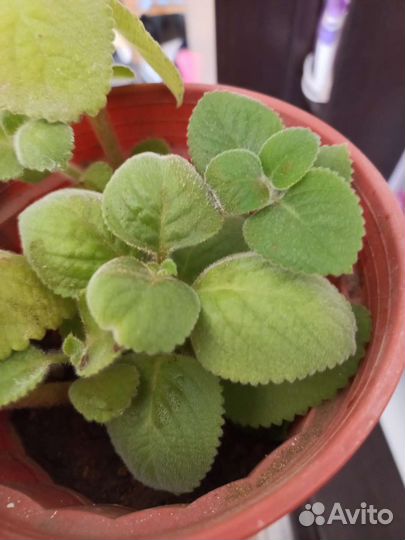 Комнатная мята