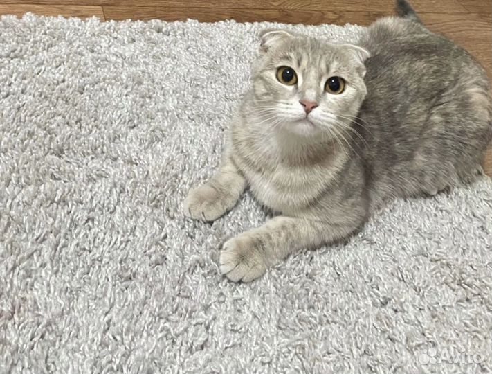 Шотландские вислоухие котята