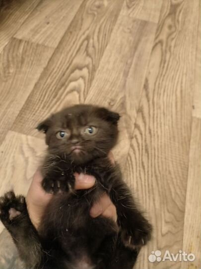 Отдам вислоухих котят, все кошки