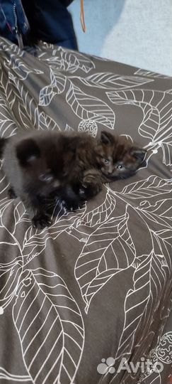 Шотландская кошка