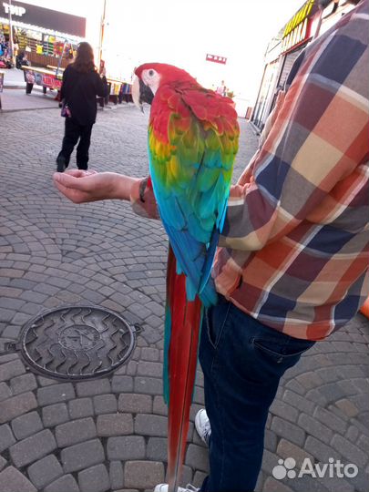 Большой попугай