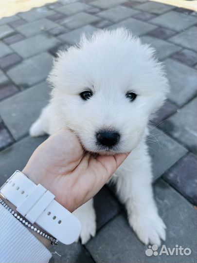 Маремма абруцкая овчарка