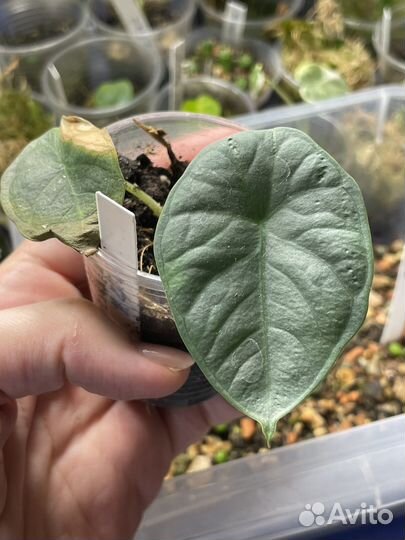 Алоказия Чаии / Chaii