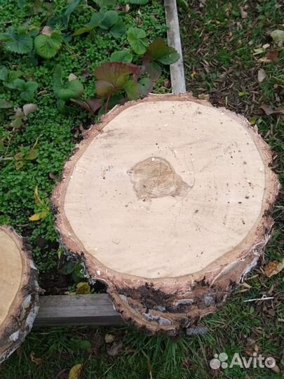 Спилы березы