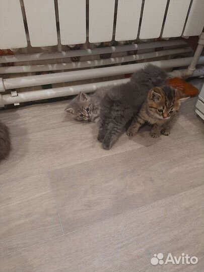 Кошка в дар