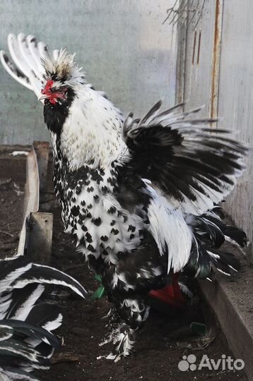 Петухи павловские