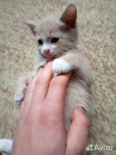 Отдам котят