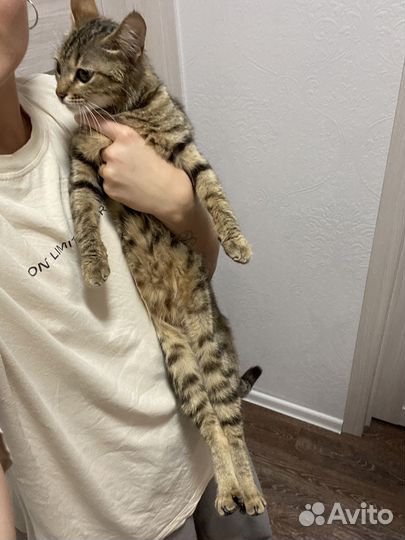Кошечка с домиком и кормом