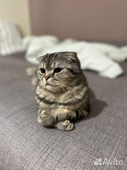 Отдам кота в добрые руки
