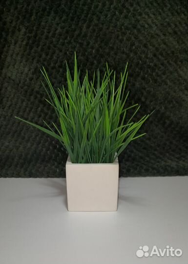 Осока в кашпо