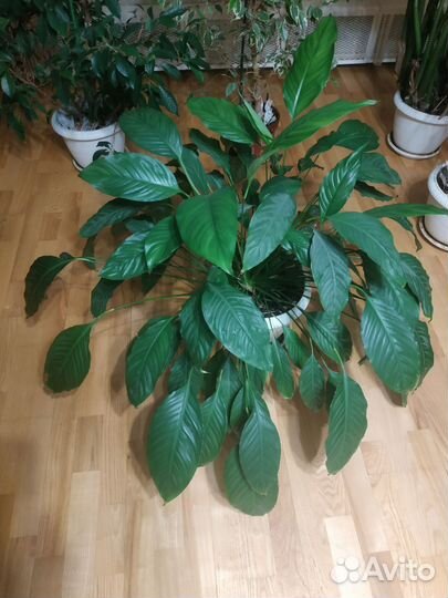 Цветок Спатифиллум высота 85 см