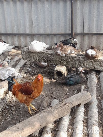 Молодняк птицы