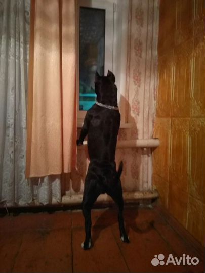 Стаффордширский терьер