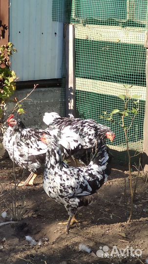 Петушки ливенской Ситцевой породы