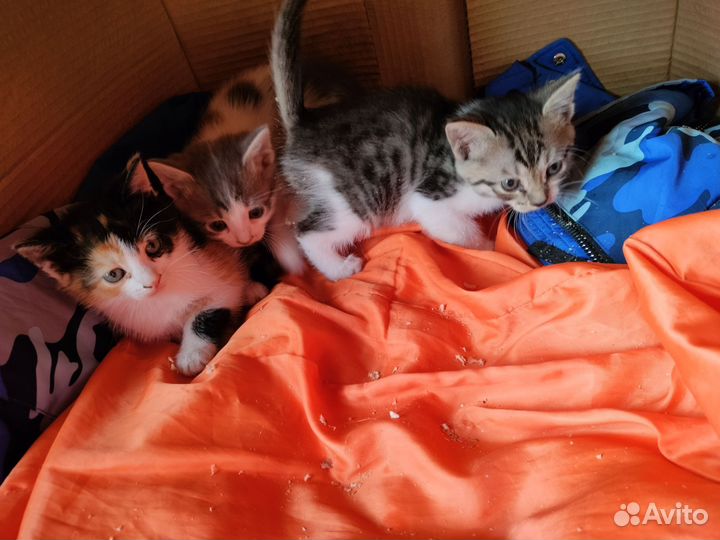 Котята в добрые руки