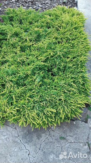 Можжевельник обыкновенный 