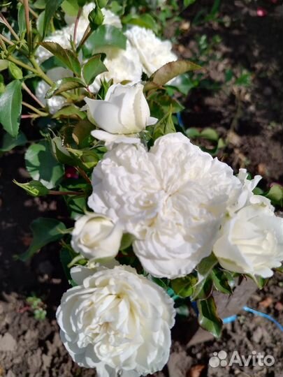 Почвопокровная роза Бланк Мейяндекор