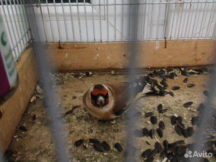 Птитци щегол