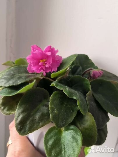 Фиалка Ласковый май