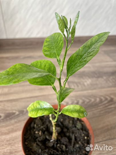 Цитрусы привитые