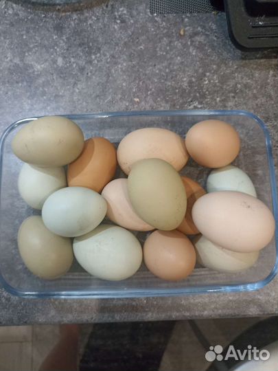 Яйца домашние куриные
