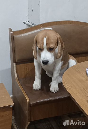 Кобель бигли для вязки