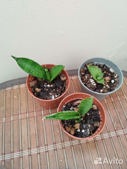 Сансевиерия цилиндрическая