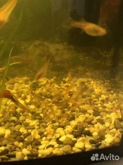 Аквариумные рыбки гуппи