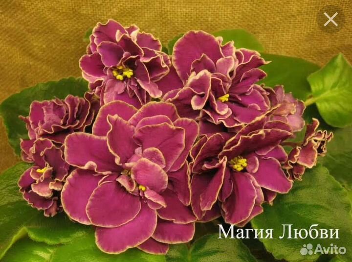 Листики фиалок