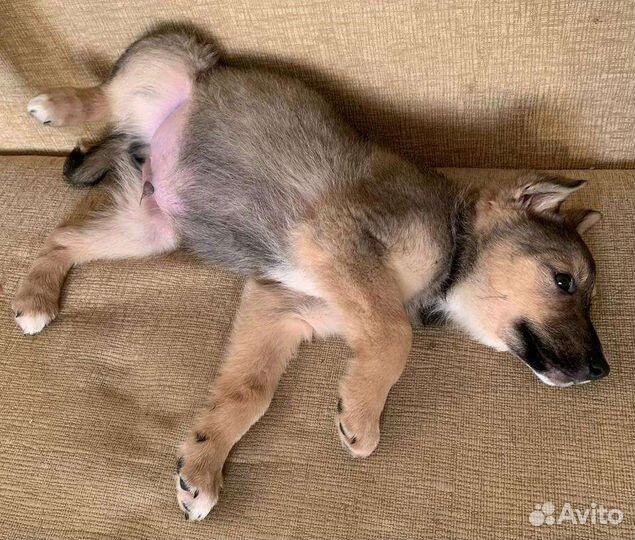 Обаятельные щенки в добрую семью