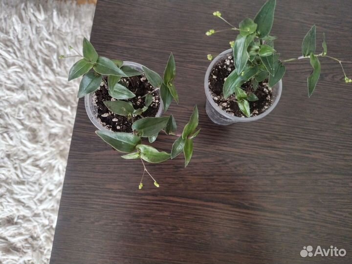 Традесканция гибазис 