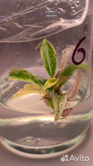 Филодендрон Карамель Марбл