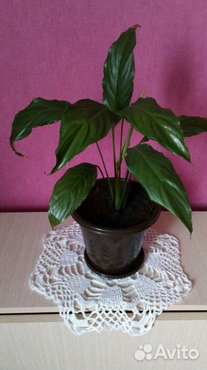 Спатифиллум