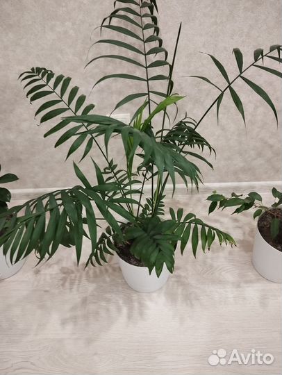 Комнатные растения