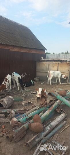 Бычки и телята