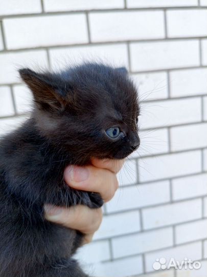 Котята в добрые ручки)