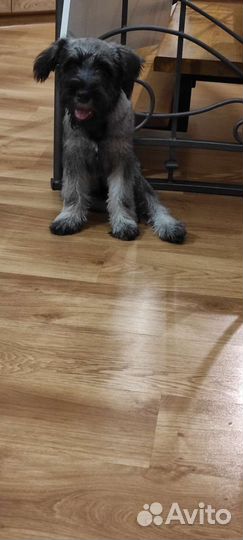 Миттельшнауцер