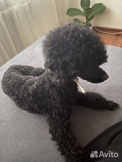 Вязка кобель пудель той