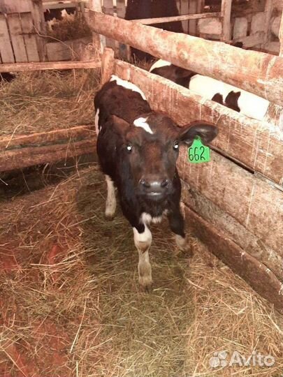 Бычки, телята, телки