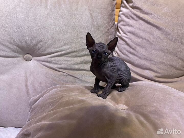 Канадский сфинкс