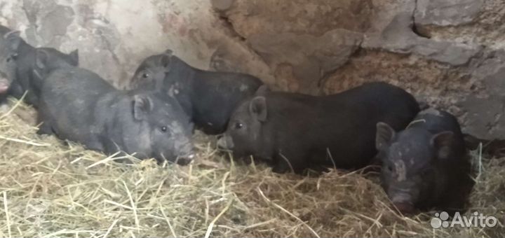 Вьетнамский вислобрюхий поросенок