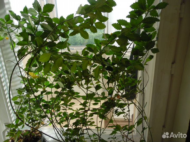 Дамиана Turnera ulmifolia